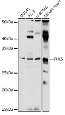 Western Blot: FHL5 Antibody [NBP3-04629] - Western blot analysis of extracts of various cell lines, using FHL5 antibody (NBP3-04629) at 1:1000 dilution. Secondary antibody: HRP Goat Anti-Rabbit IgG (H+L) at 1:10000 dilution. Lysates/proteins: 25ug per lane. Blocking buffer: 3% nonfat dry milk in TBST. Detection: ECL Basic Kit. Exposure time: 1s.